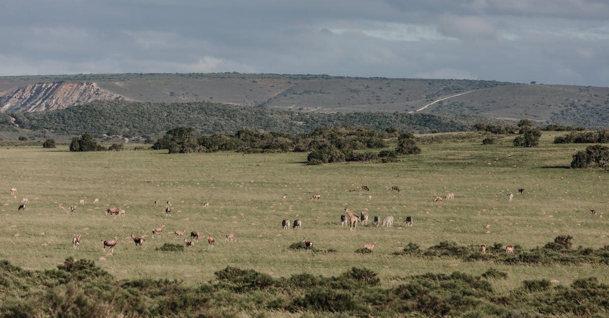 Cover image for Unleash Adventure: Discover Our Unique African Safari Packages