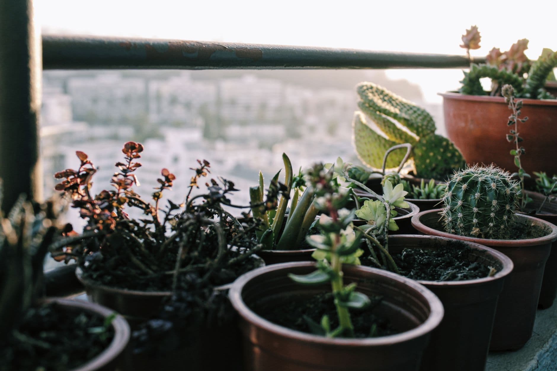 Cover image for Small Balcony Plant Prep: Safe Setup for Tight Spaces