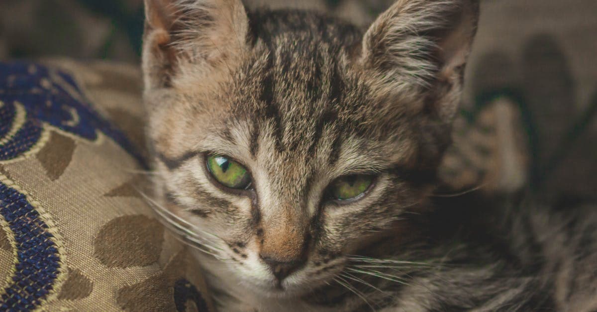 Cover Image for Why Pet Neutering is Essential for Responsible Pet Ownership