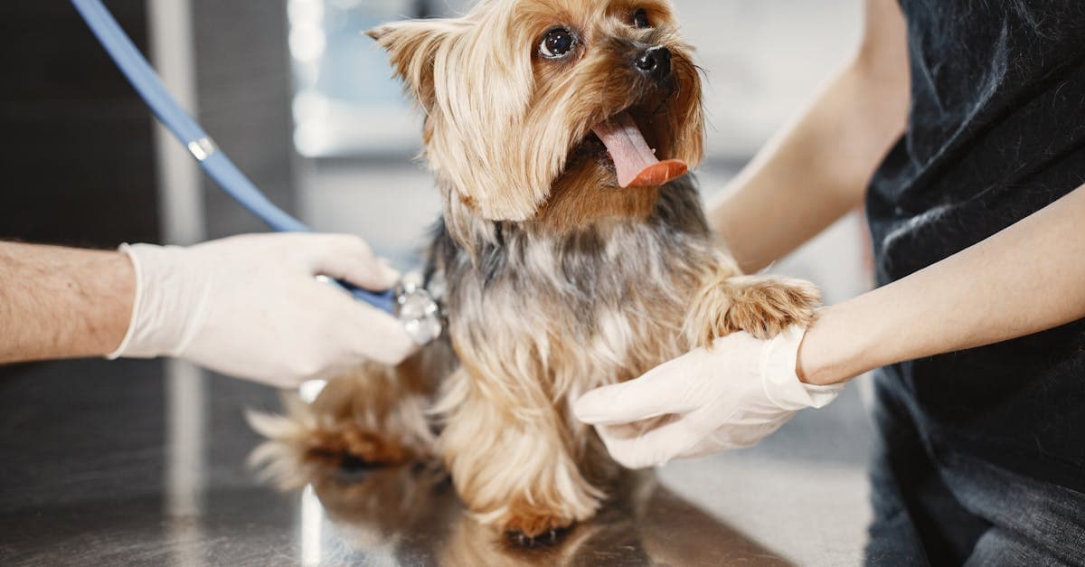 Cover image for Pawsitive Care: Your Trusted Veterinarian Services for Happy Pets